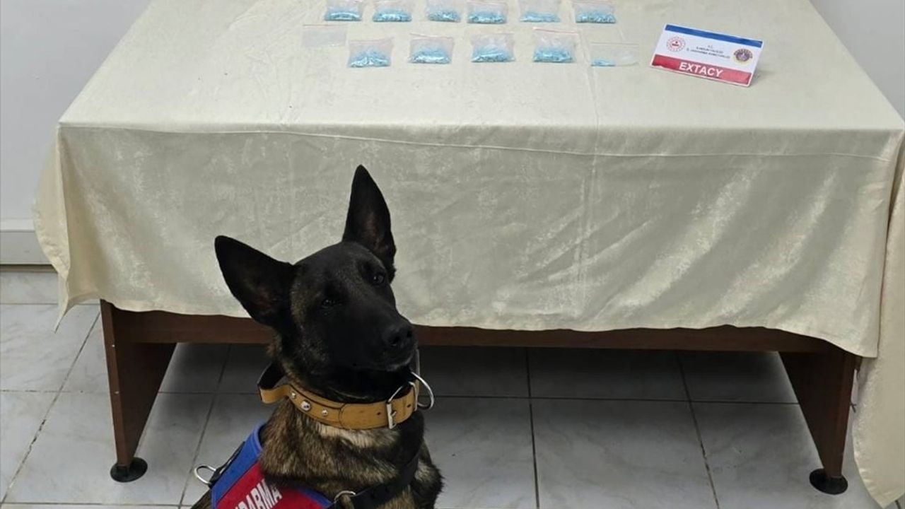 Samsun'da Narkotik Köpeği 'Benek' Uyuşturucu Operasyonunda 1009 Hap Buldu