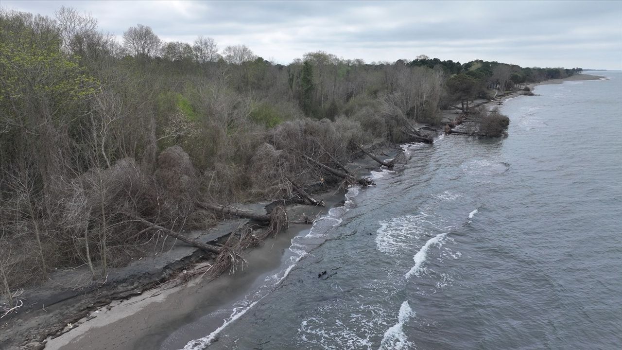 Samsun Terme Ovası’nda Kıyı Erozyonu Ağaçları Devirdi