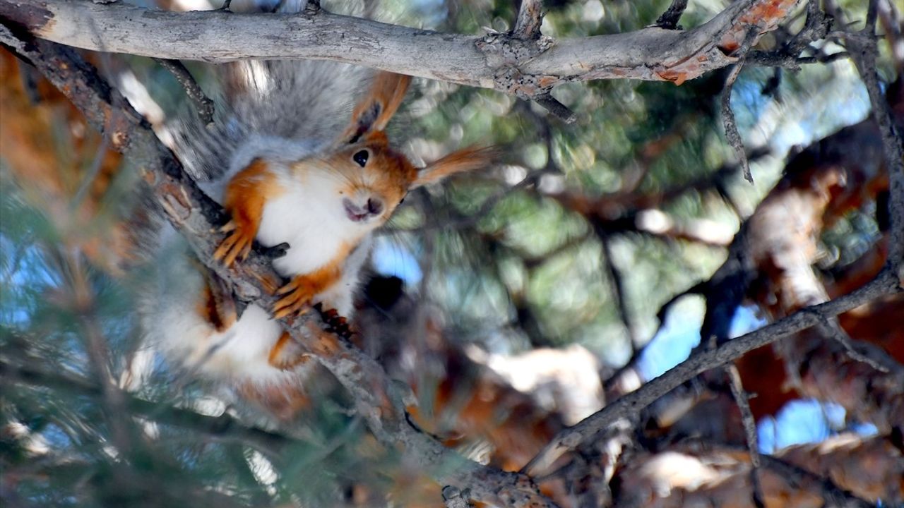 Sarıkamış'ta Kızıl Sincapların Coşkusu: Karlar Eriyor, Doğa Uyanıyor