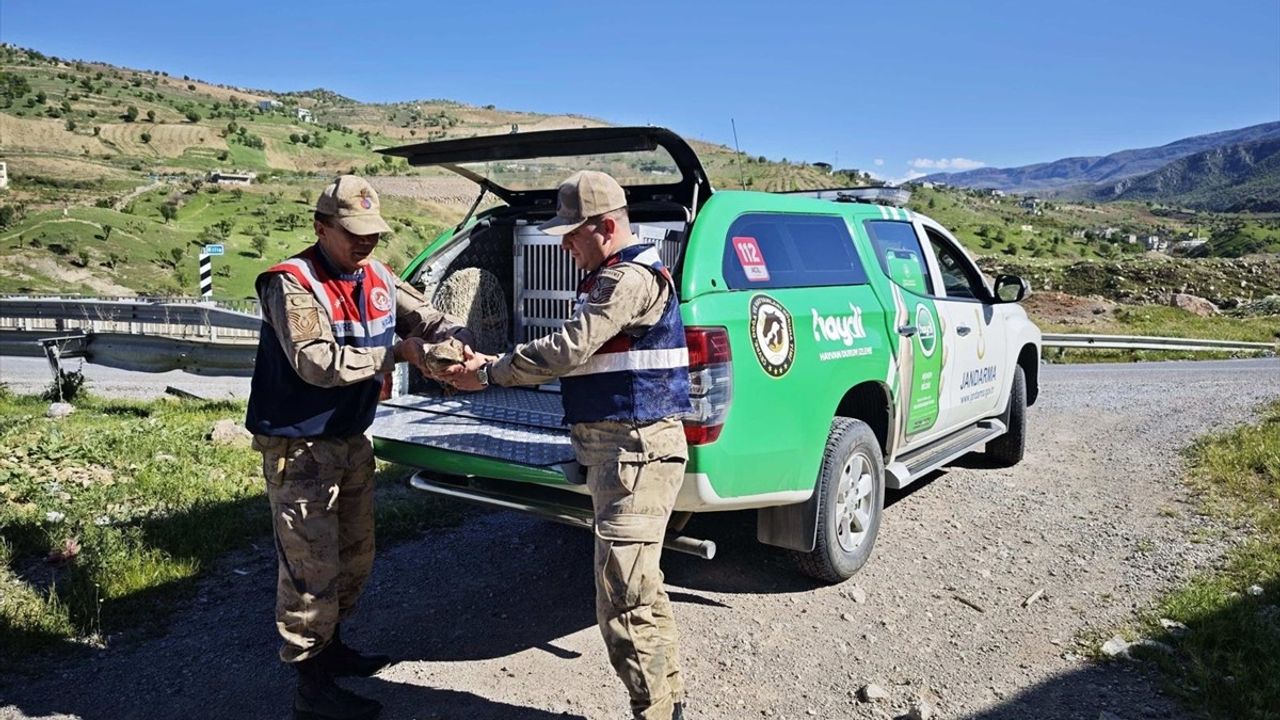 Siirt'te Kızıl Şahin ve Ayı Yavrusu Doğaya Kavuştu