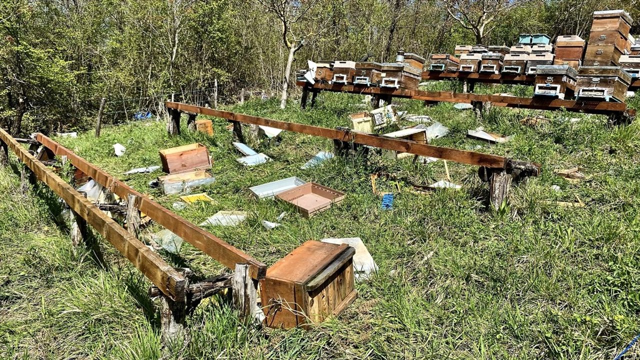 Sinop'ta Ayılar Arı Kovanlarına Saldırdı