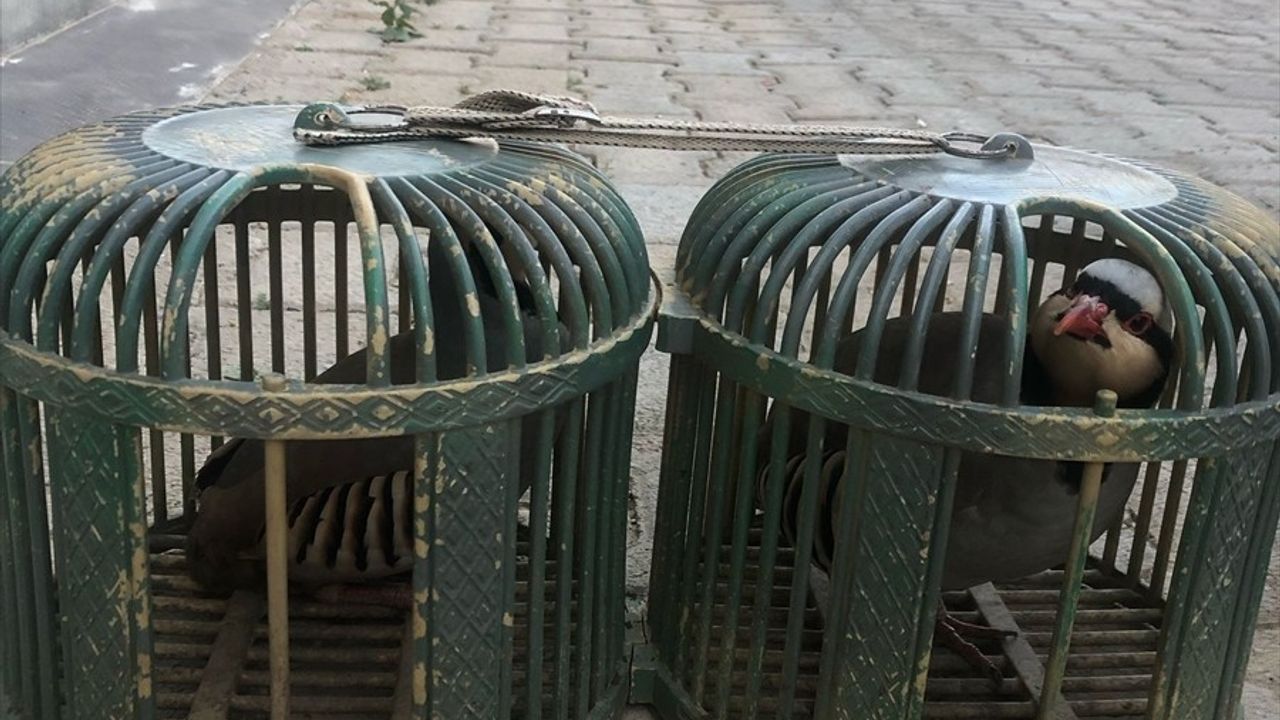Şırnak'ta Kınalı Keklik Ticareti Yasağı İhlal Edildi; Sürücüye 21 Bin 500 TL Ceza