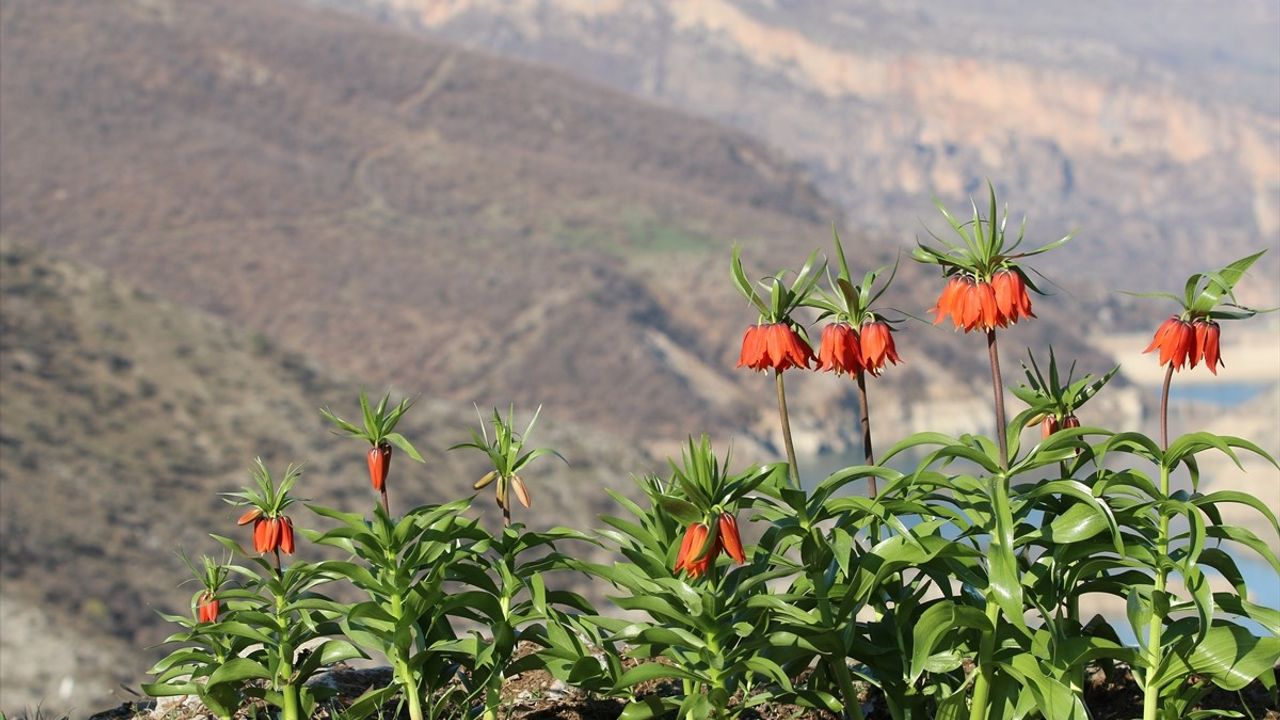Şırnak'ta Ters Lale Güzelliği: Baharı Karşılayan Nadir Bir Çiçek