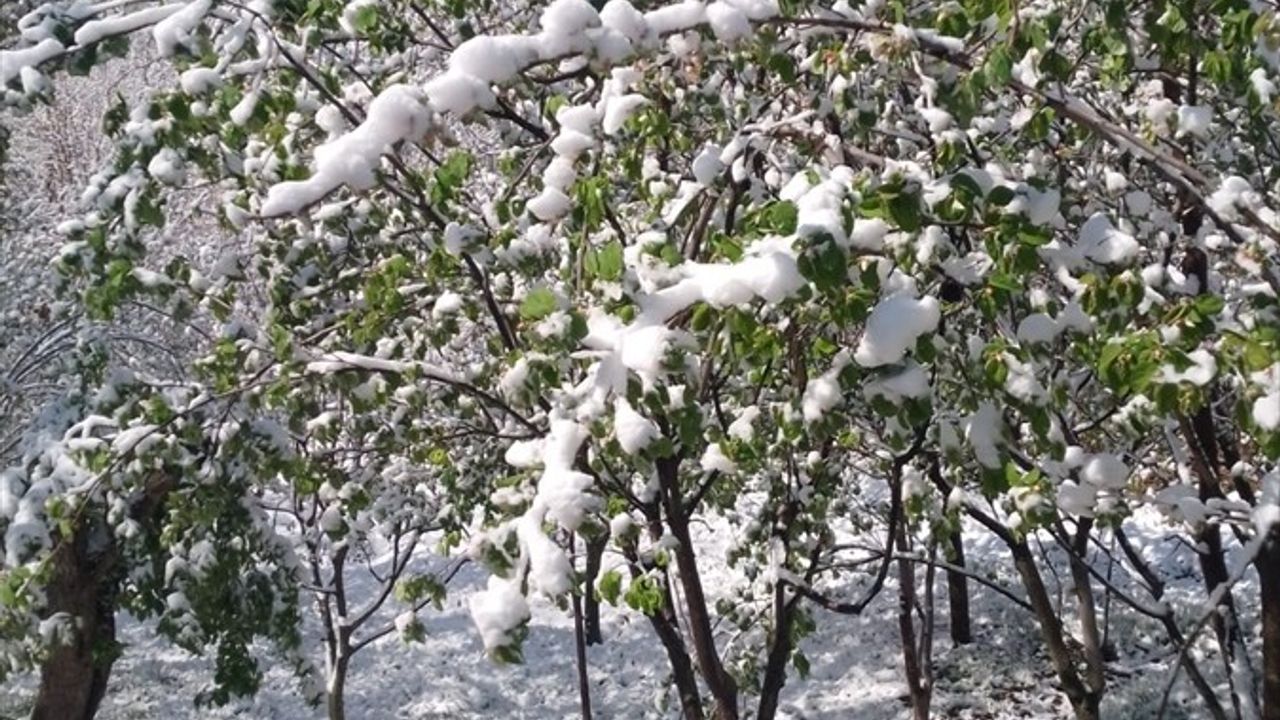 Sivas Valiliği'nden Zirai Don Açıklaması: Meyvecilikte Büyük Zarar