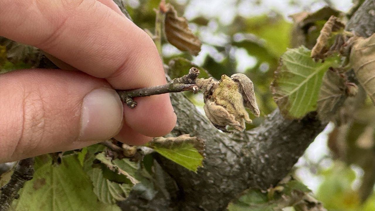 Tarım ve Orman Bakan Yardımcısı Bağcı, Fındık Bahçelerini İnceledi
