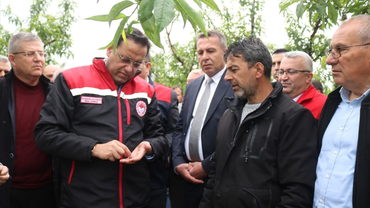 Tarım ve Orman Bakan Yardımcısı Gizligider, Denizli'deki Zirai Don Hasarını İnceledi