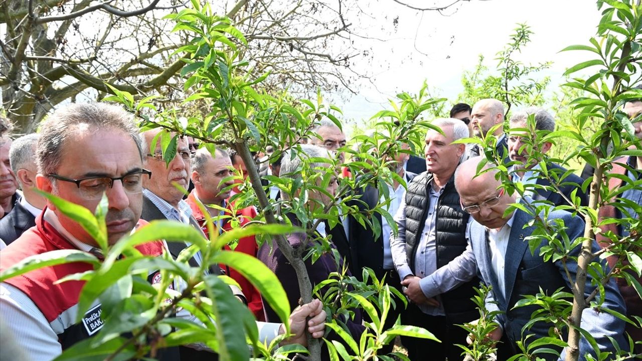 Tarım ve Orman Bakan Yardımcısı Gümen, Bursa'da Dondan Etkilenen Tarım Alanlarını İnceledi