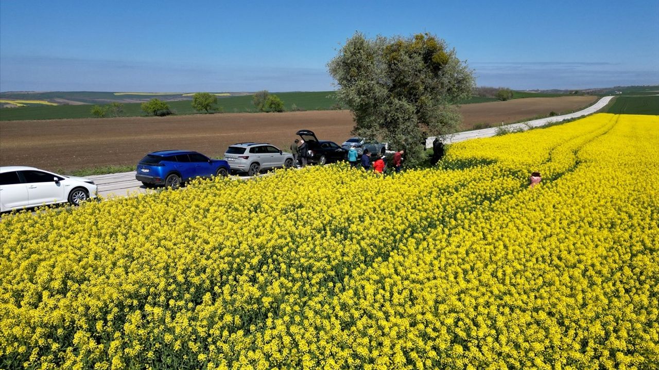Tekirdağ'da Kanola Tarlaları: Fotoğrafçıların Doğal Stüdyosu