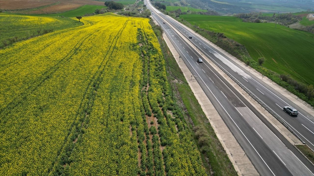 Tekirdağ'da Kanola Tarlaları Sürücülere Görsel Bir Şölen Sunuyor