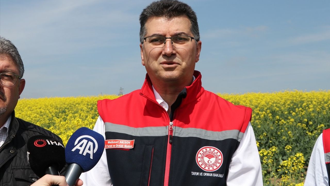 Tekirdağ'da Kanola Üreticilerine Arı Koruma Uyarısı