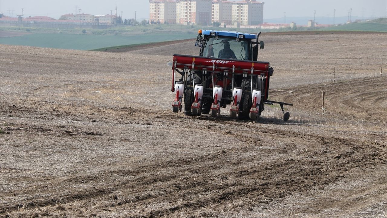 Tekirdağ'da Kuraklığa Dayanıklı Ayçiçeği Yetiştiriciliği İçin Anıza Ekim Yöntemi Uygulanıyor