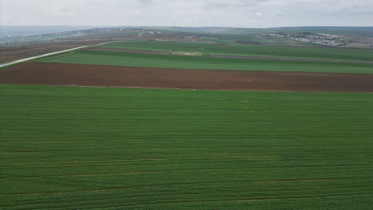 Tekirdağ'da Kuraklık Kanola Üreticilerini Zorluyor