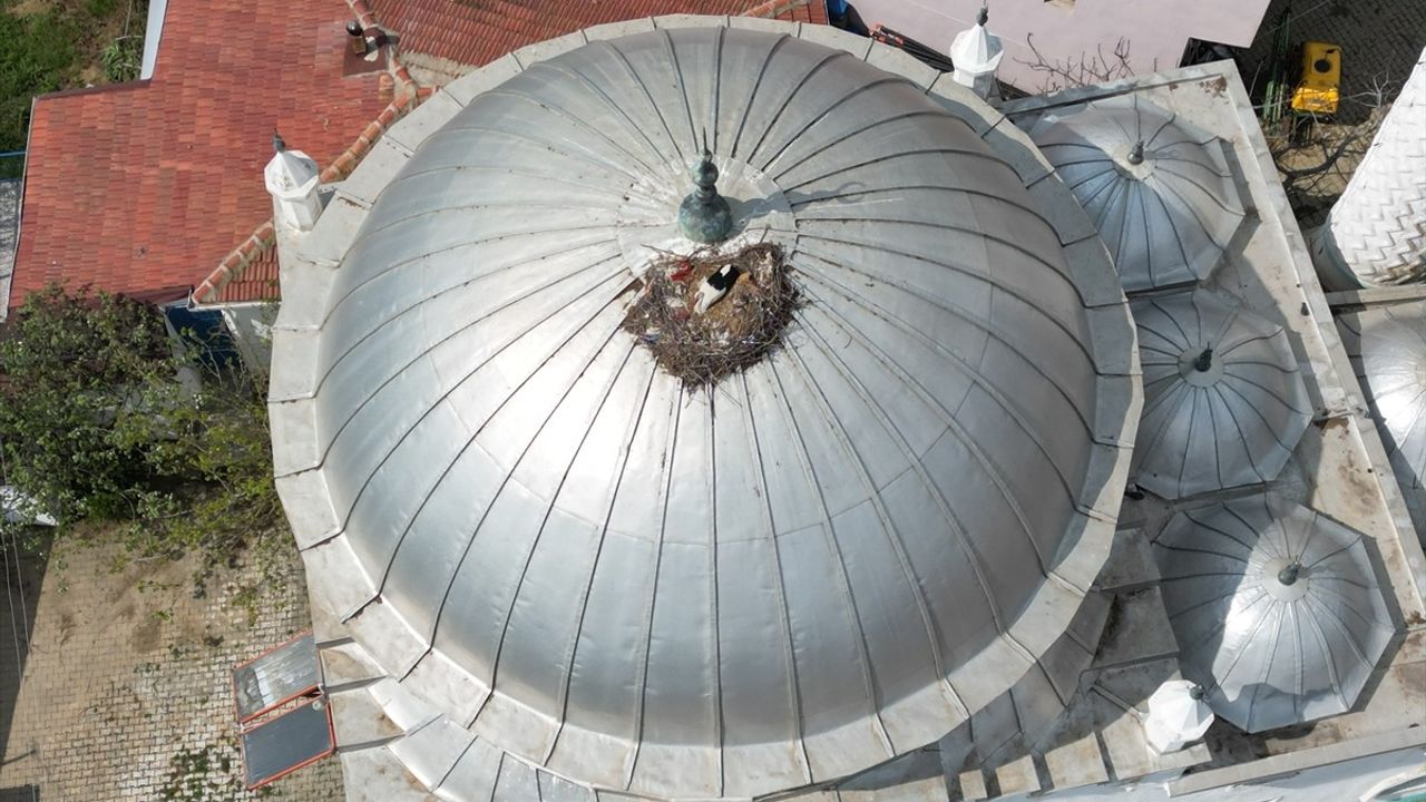 Tekirdağ'da Leylekler 10 Yıldır Aynı Cami Kubbesine Yuva Yapıyor