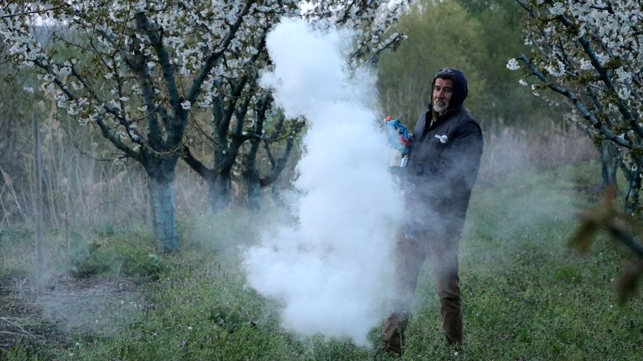 Tekirdağ'da Üreticiler Zirai Don Nöbeti Tutuyor