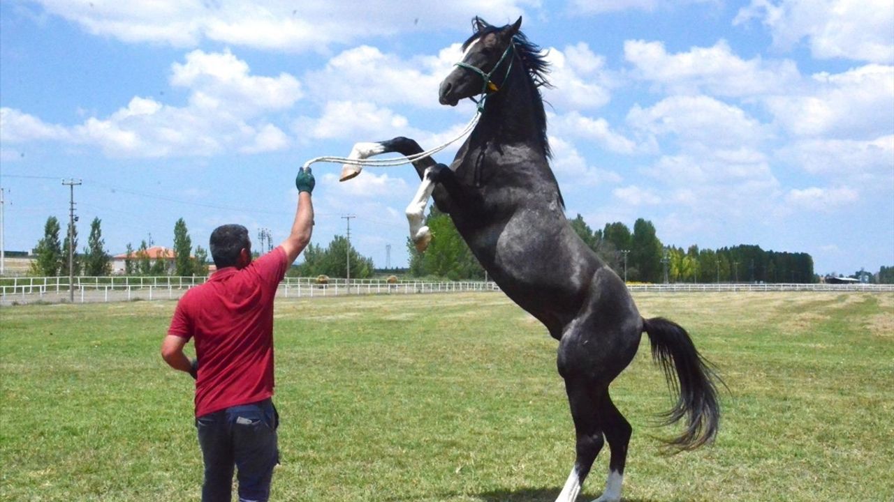 TİGEM'in 2025 Safkan Arap Tay Satış Tarihleri Belirlendi
