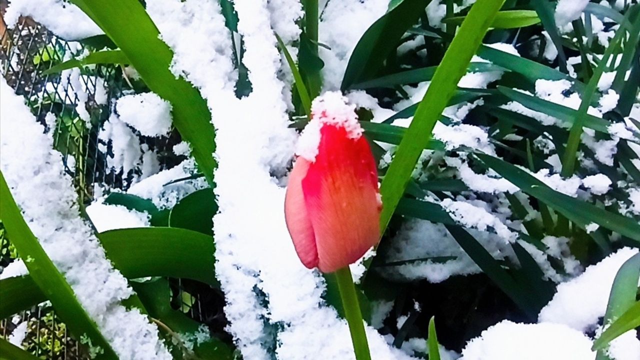 Tokat'ta Kar Yağışı Etkili Olmaya Devam Ediyor
