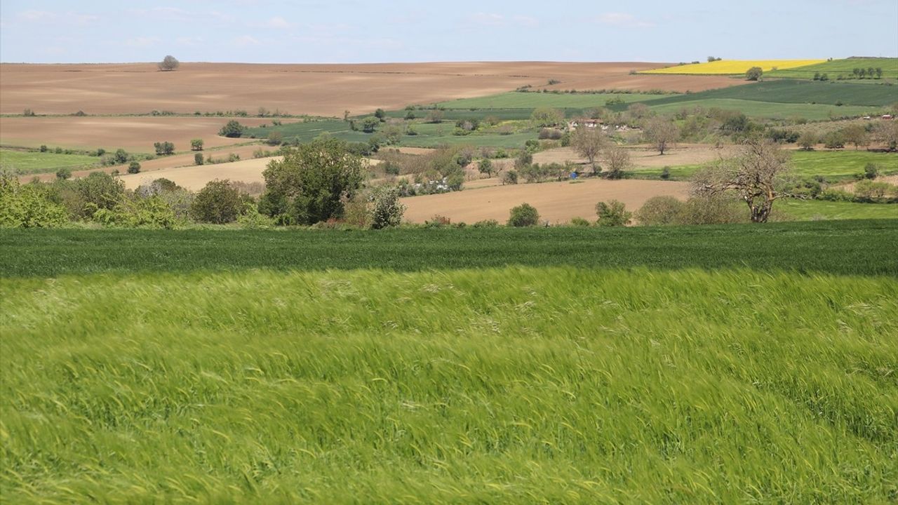 Trakya'da Artan Böcek Popülasyonu Tarımsal Üretimi Tehdit Ediyor