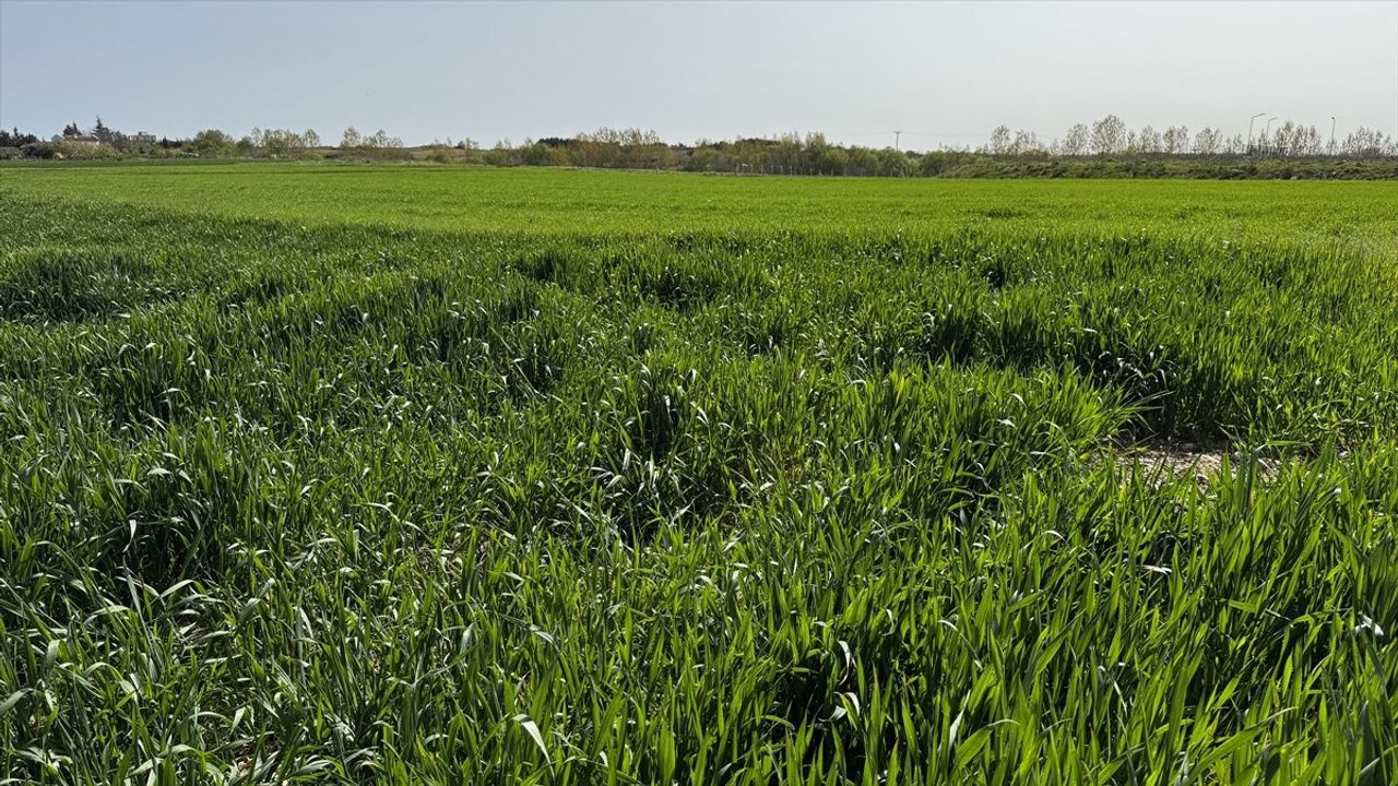 Trakya'da Yağışlar Buğday ve Arpa Üretimini Canlandırdı