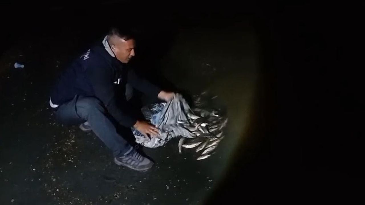 Van'da 50 Kilogram Kaçak İnci Kefali Suya Bırakıldı