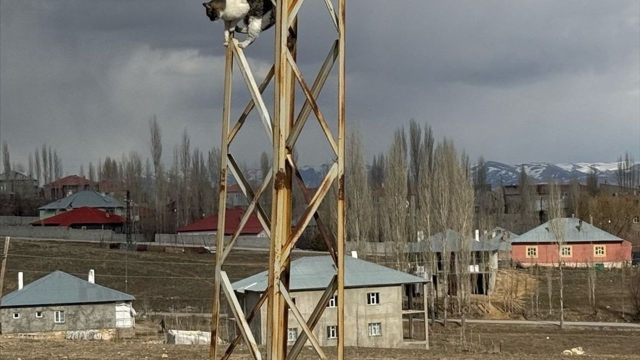 Van'da Sahipsiz Köpeklerin Kovaladığı Kedi, Elektrik Direğinde Mahsur Kaldı