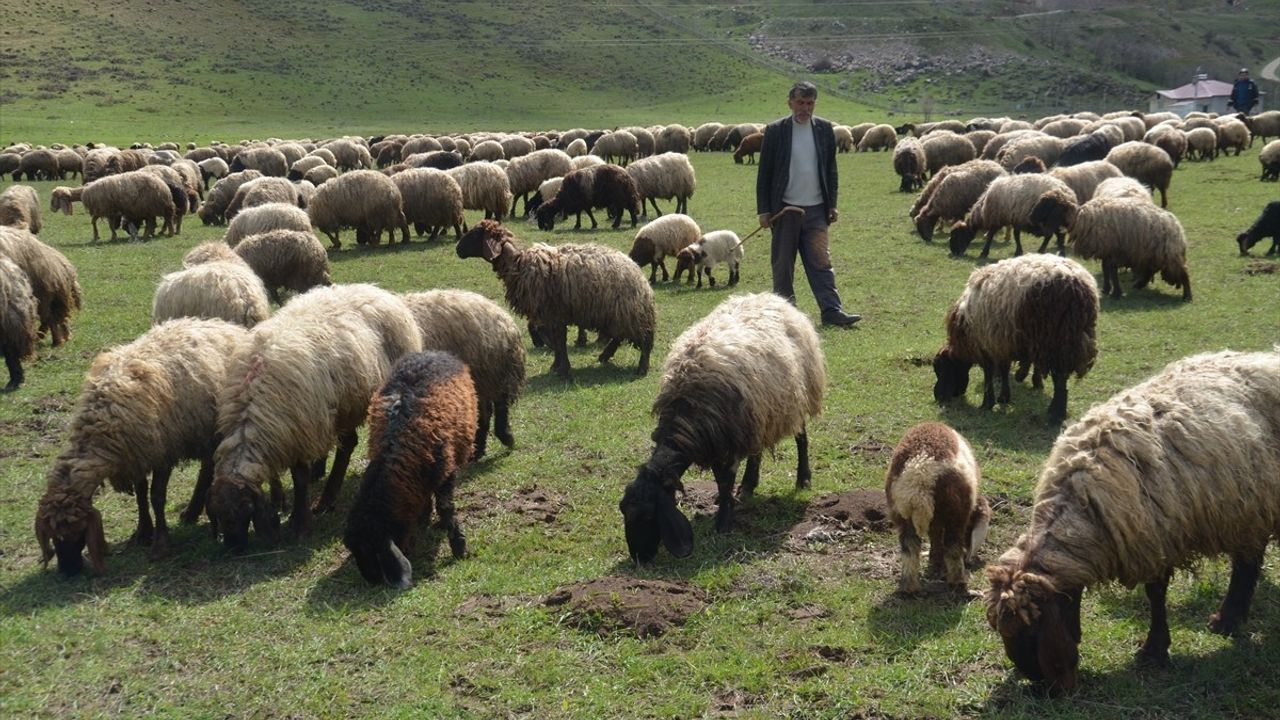 Van ve Muş'ta İlkbahar Sevinci: Koyun ve Kuzular Meralarda Yeniden!