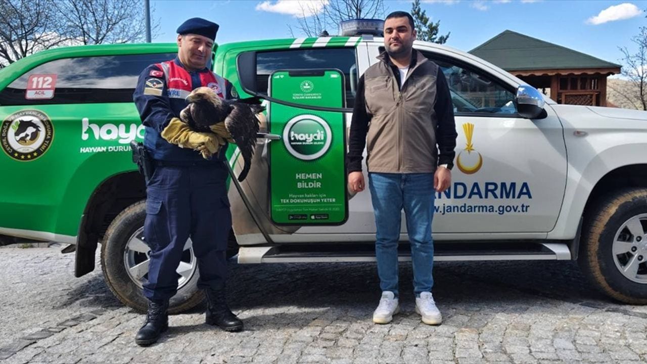 Yozgat'ta Yaralı Kaya Kartalı Tedavi Altına Alındı