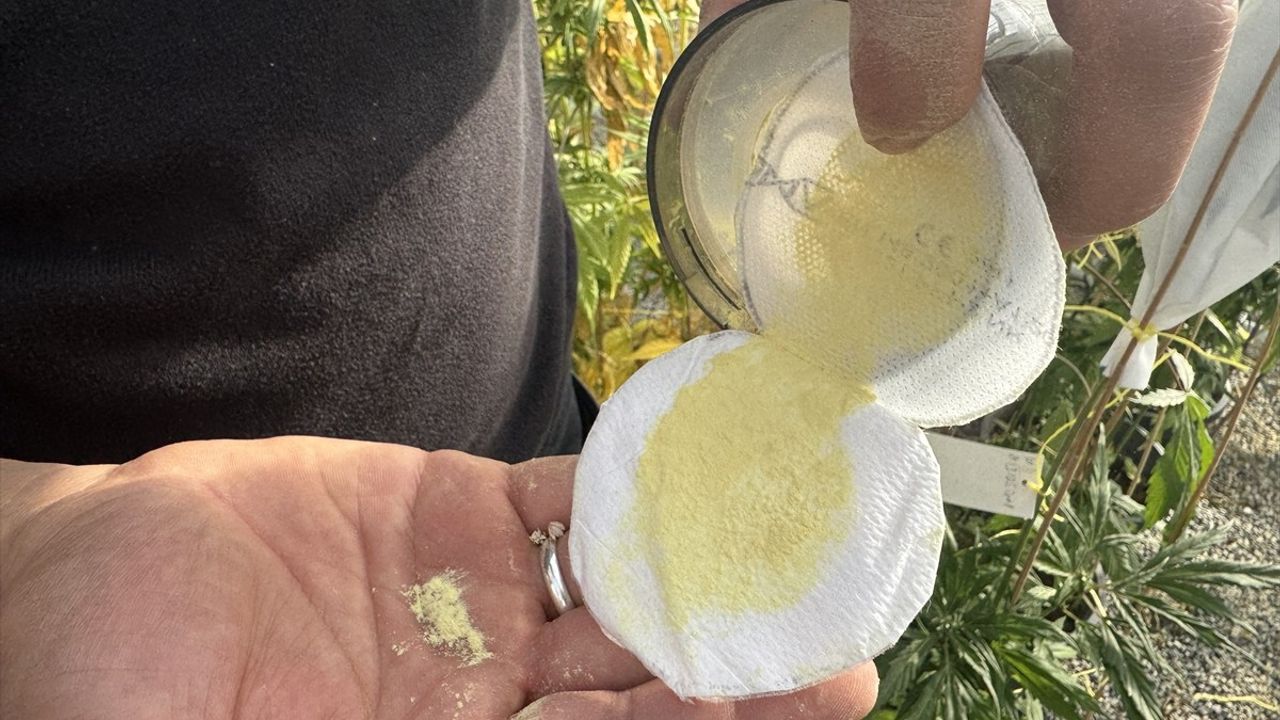 Yozgat'ta Yerli Kenevir Tohumu Üretimi İçin Islah Çalışmaları Devam Ediyor