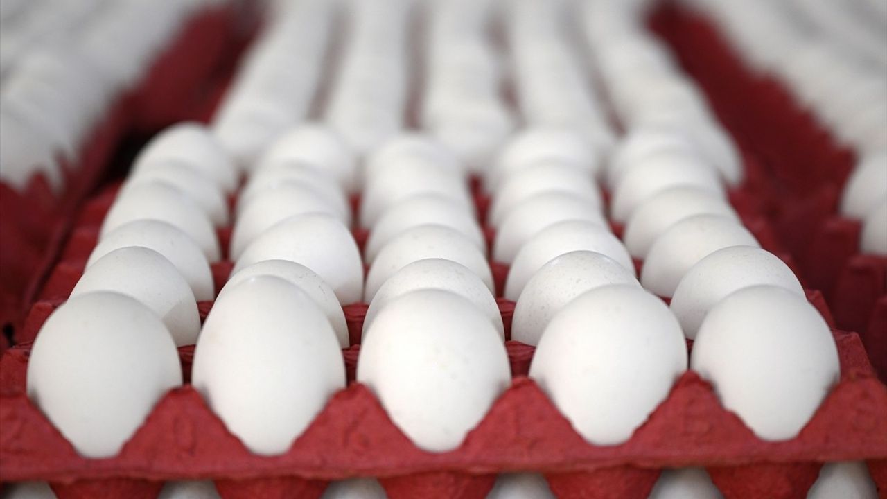 Yumurta Fiyatlarında Düşüş: İhracat Süreçleri ve Kesintiler Etkili Oldu