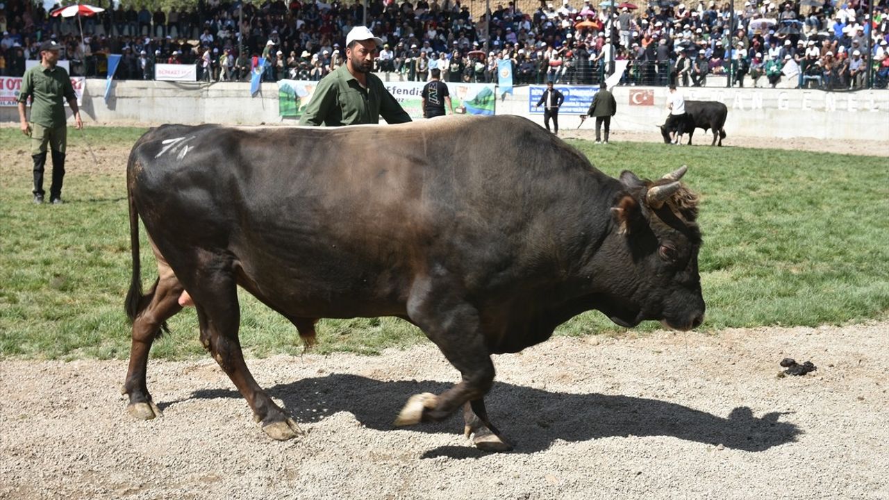 Yusufeli Geleneksel Derekapı Boğa Güreşleri 2023: 204 Boğa, 800 Bin Lira Ödül Dağıtıldı