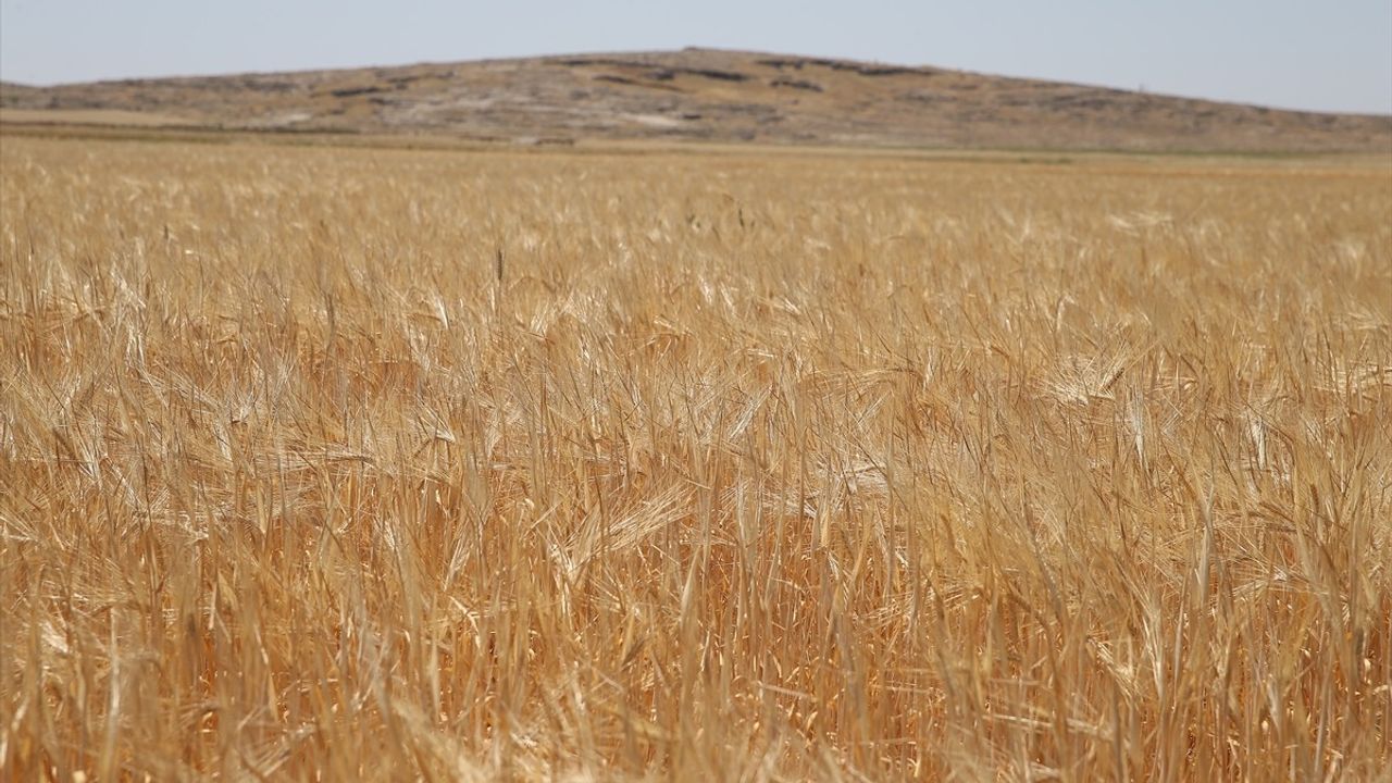 Adıyaman'da Sezonun İlk Arpa Hasadı Gerçekleştirildi