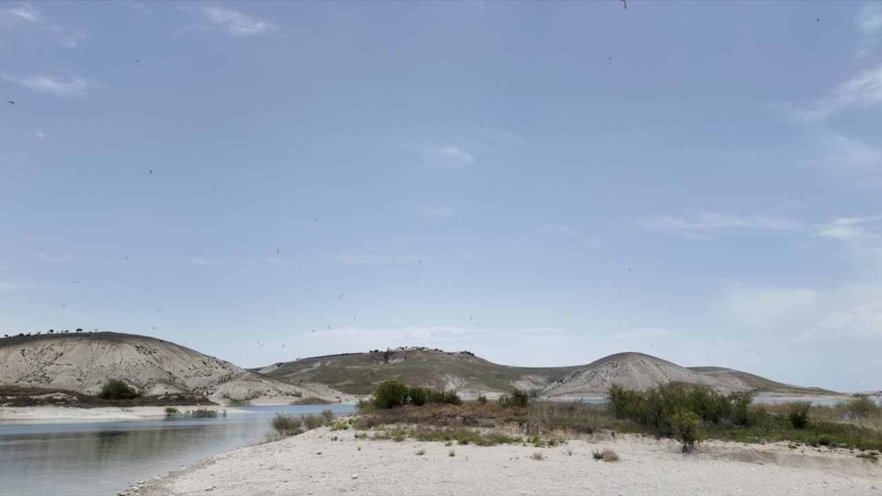 Adıyaman'ın Martı Adası: Baharın Yuva Yaptığı Doğal Cennet