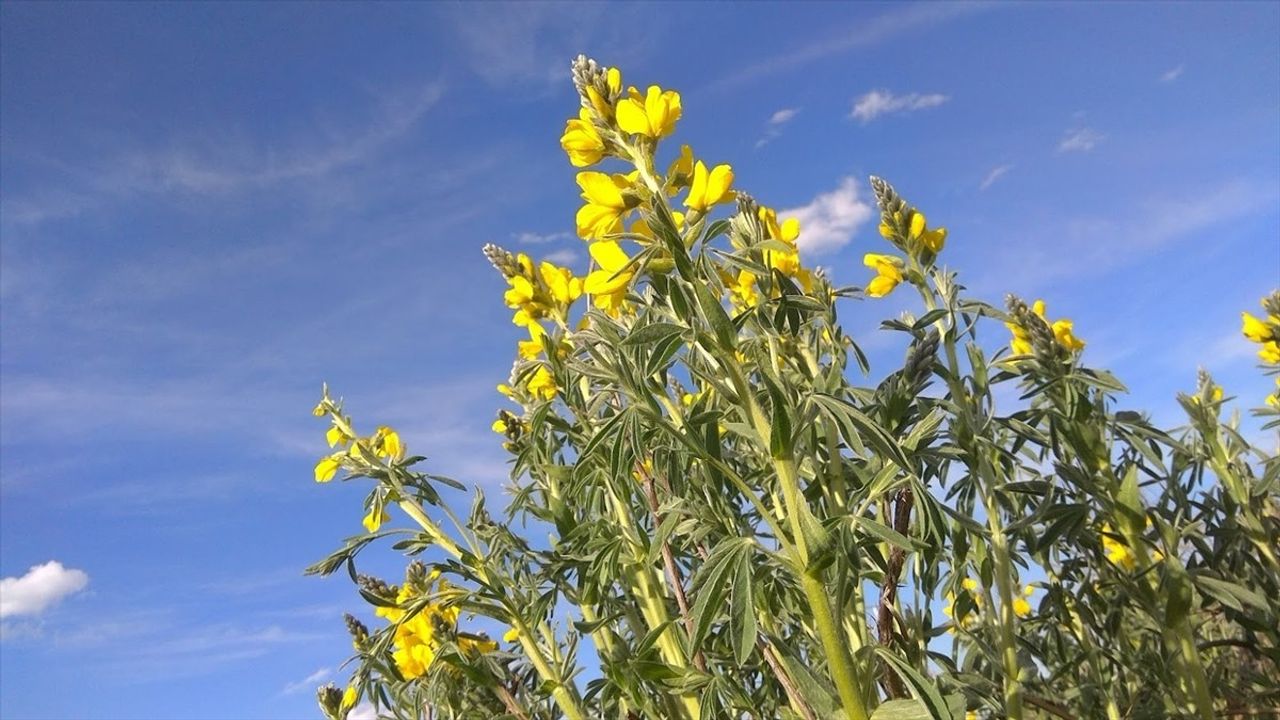 Afyonkarahisar'da Eber Sarısı'nın Korunması İçin 557 Bin Lira Ceza