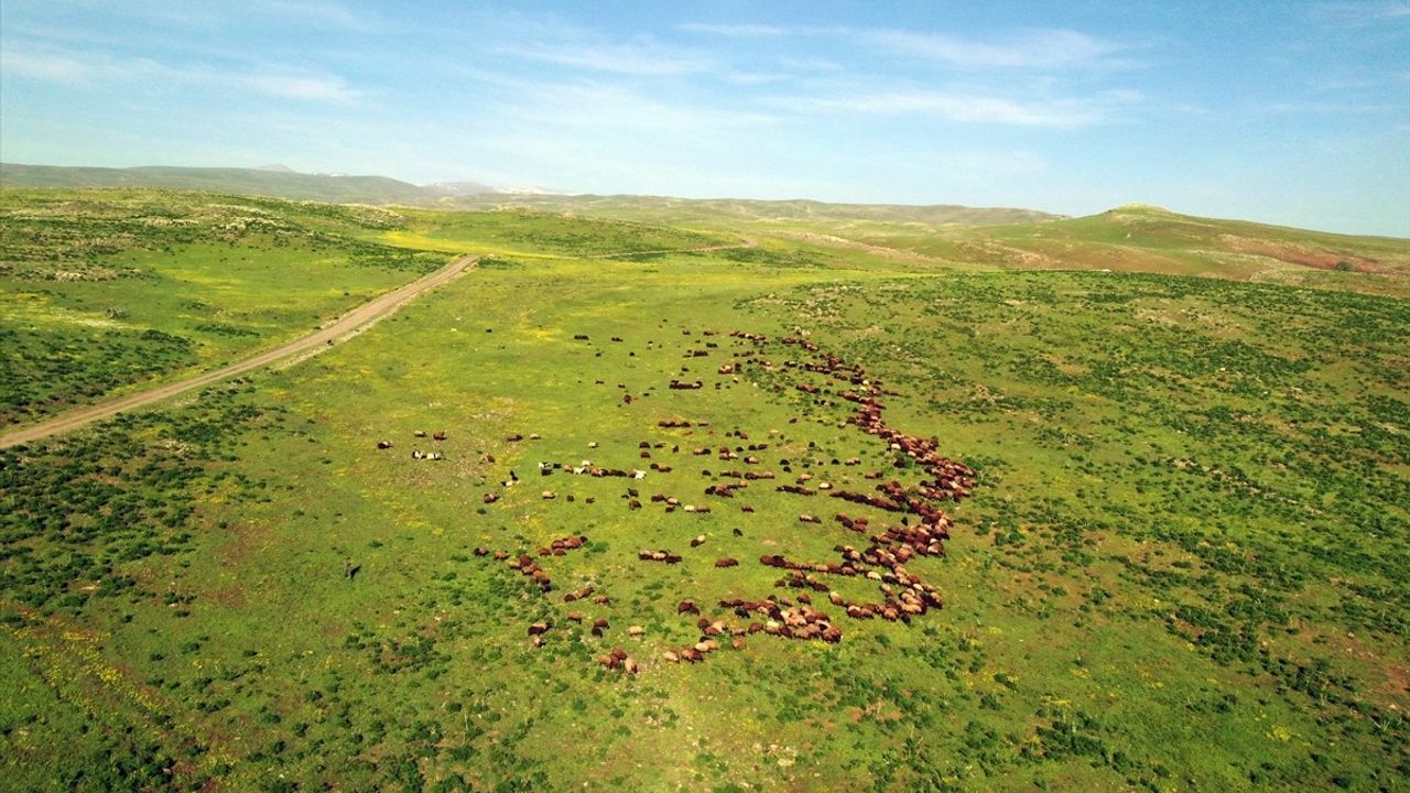 Ağrı Dağlarında Baharın Renk Cümbüşü: Dronla Görüntüleme