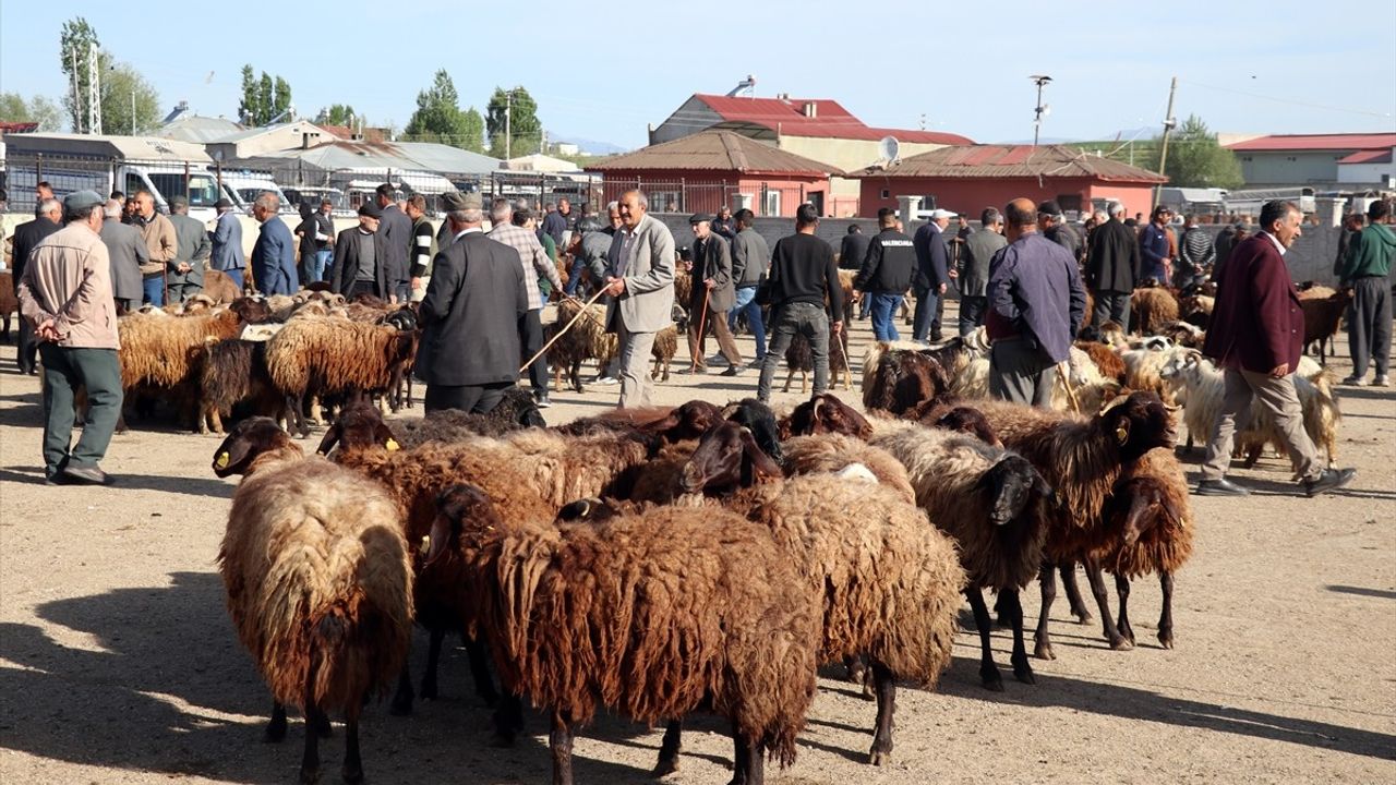Ağrı Hayvan Borsası'nda Kurbanlık Hareketliliği Artıyor