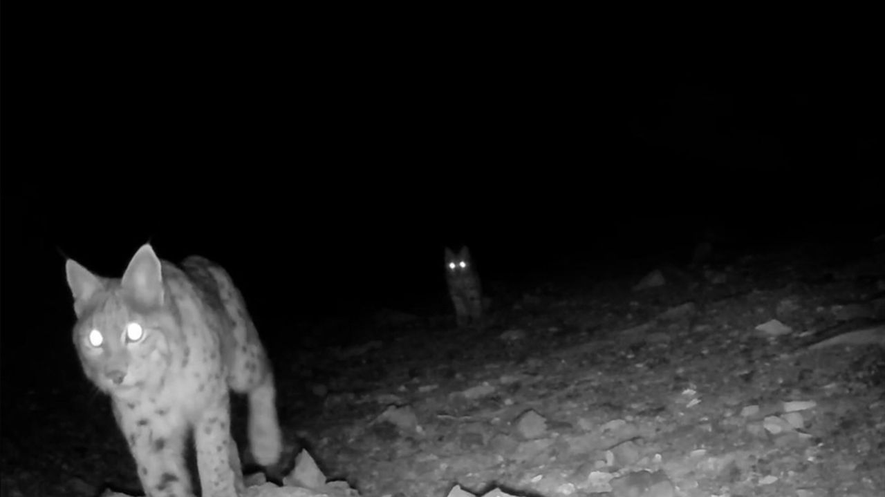 Akdeniz Yaban Hayatı Fotokapanlarla Belgelendi