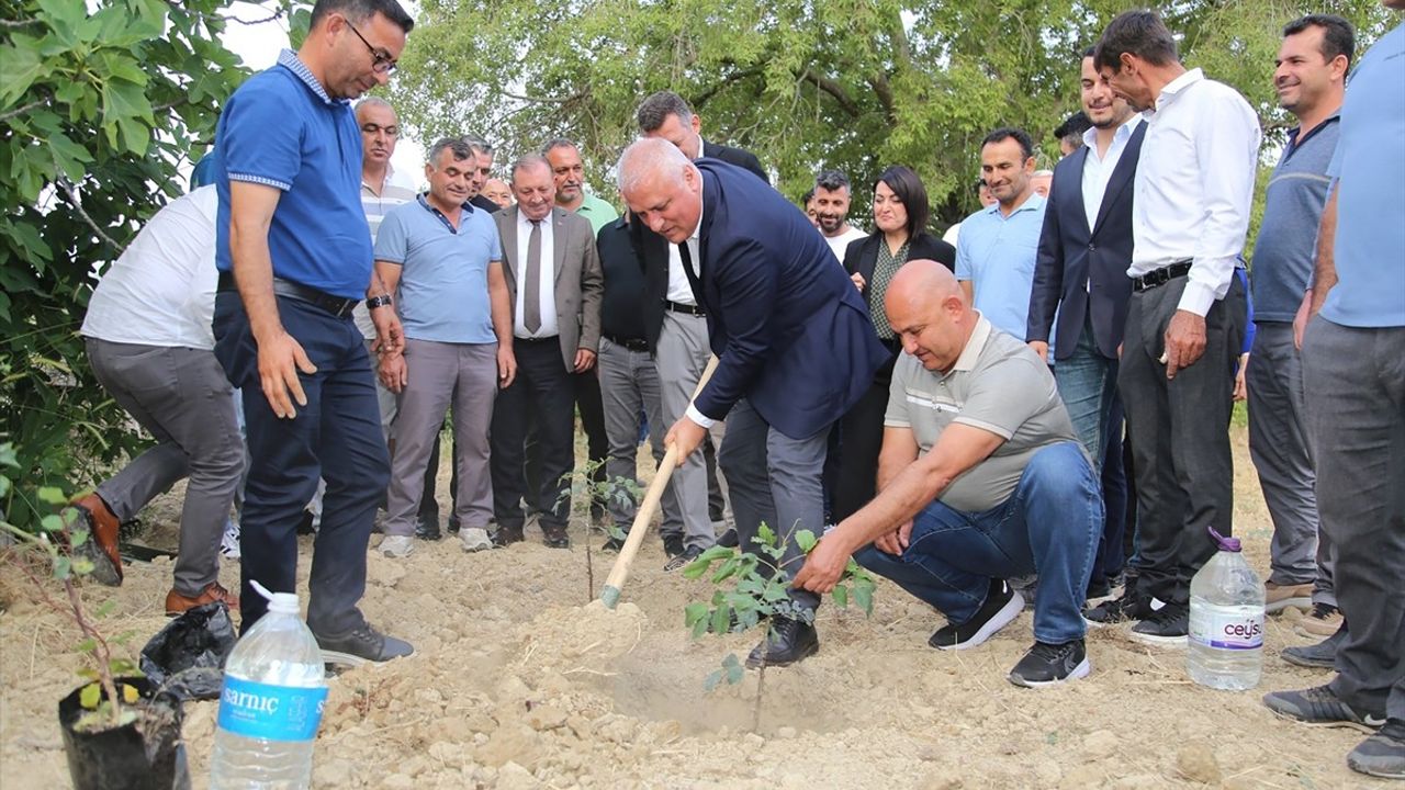 Alanya Keçiboynuzu Coğrafi İşaret Tescili Aldı