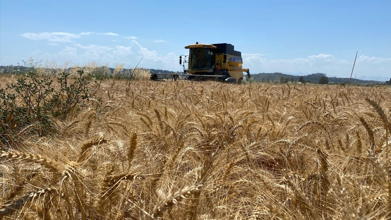 Antalya Aksu'da Buğday Hasadı Başladı