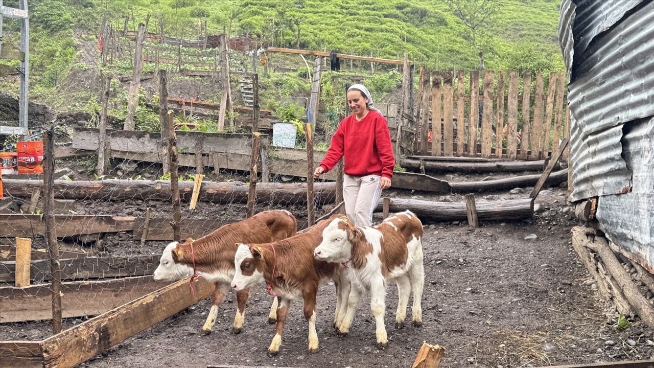 Artvinli Besiciye Dördüz Buzağı Sürprizi