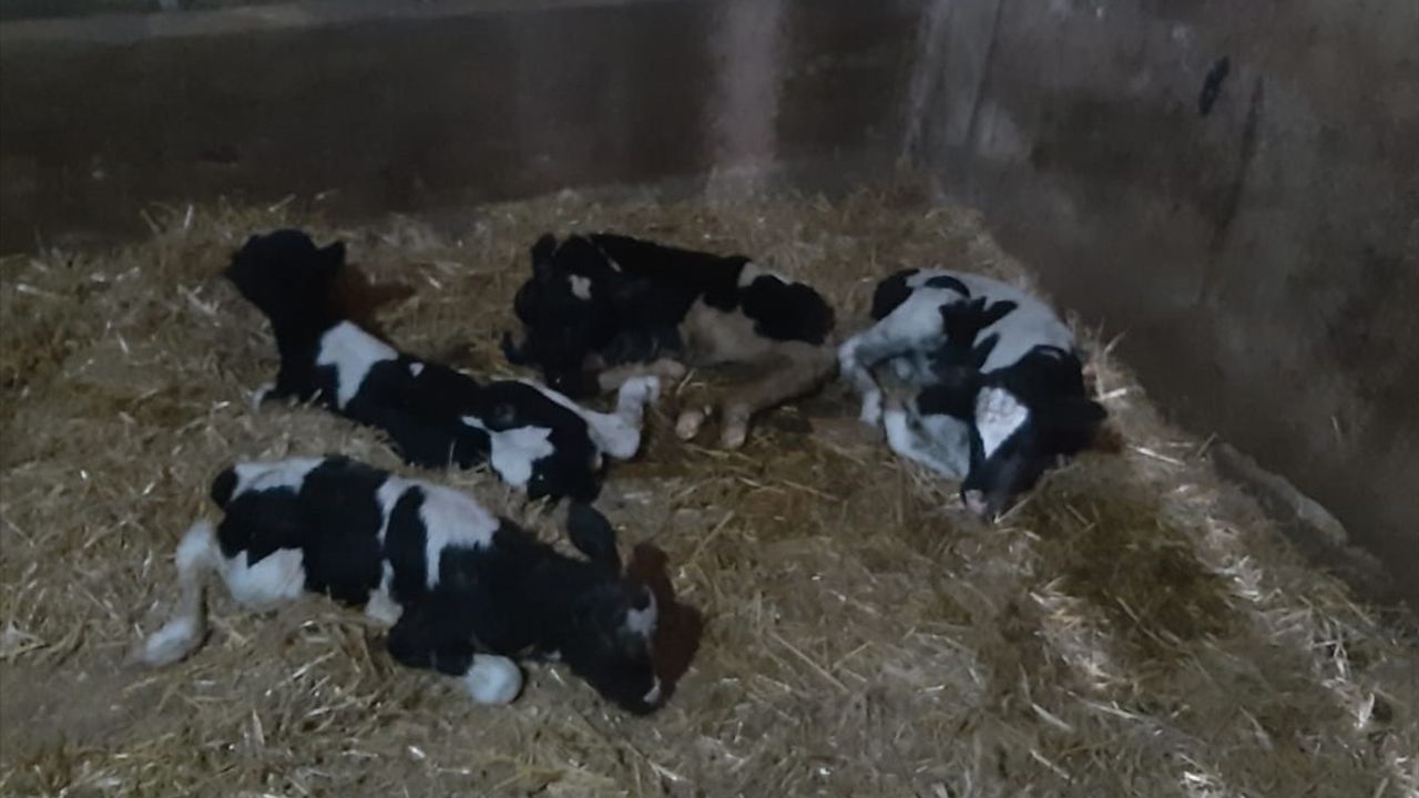 Balıkesir'de Bir İnek Tek Seferde 5 Buzağı Doğurdu