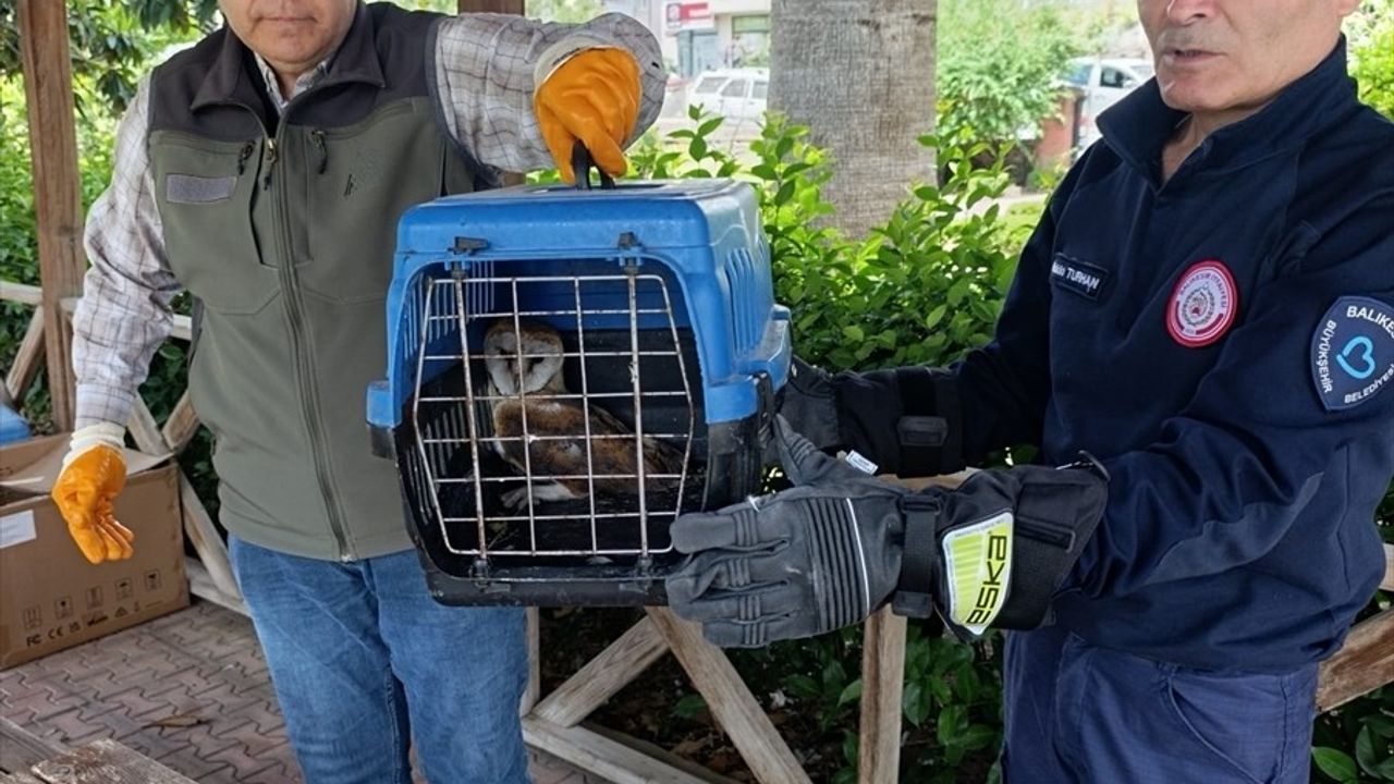 Balıkesir'de Yaralı Baykuş İtfaiye Ekiplerince Kurtarıldı