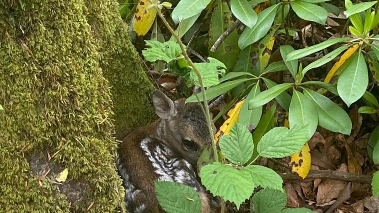 Bartın'da Karaca Yavrusu Annesiyle Yeniden Buluştu