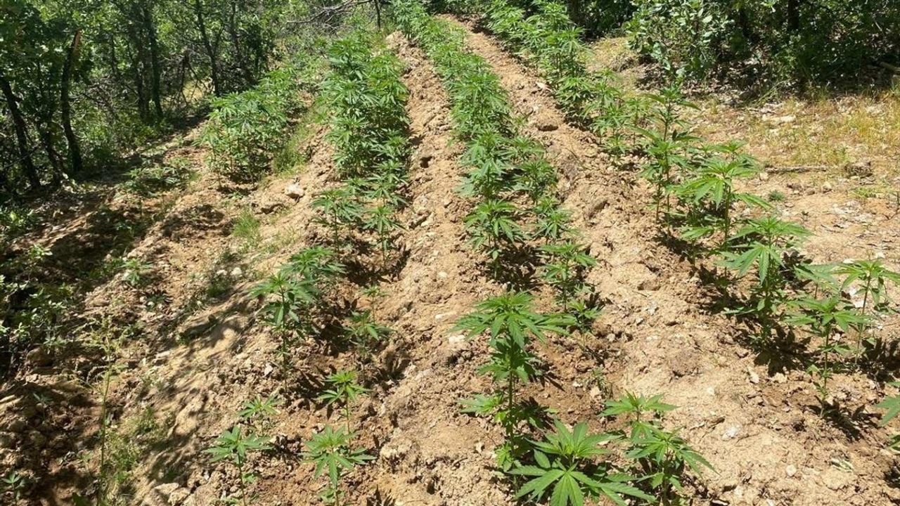 Bingöl'de 4.763 Kök Hint Keneviri Ele Geçirildi