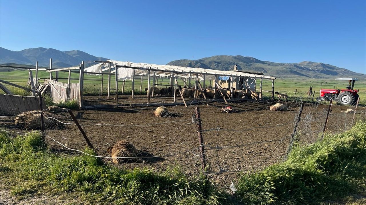 Burdur'da Kurt Saldırısı: 12 Koyun Telef Oldu, 20 Yaralı