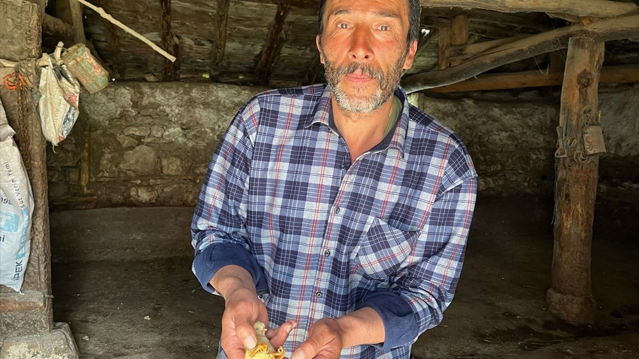 Çankırı'da Sıra Dışı Olay: 4 Ayaklı Civciv Yumurtadan Çıktı