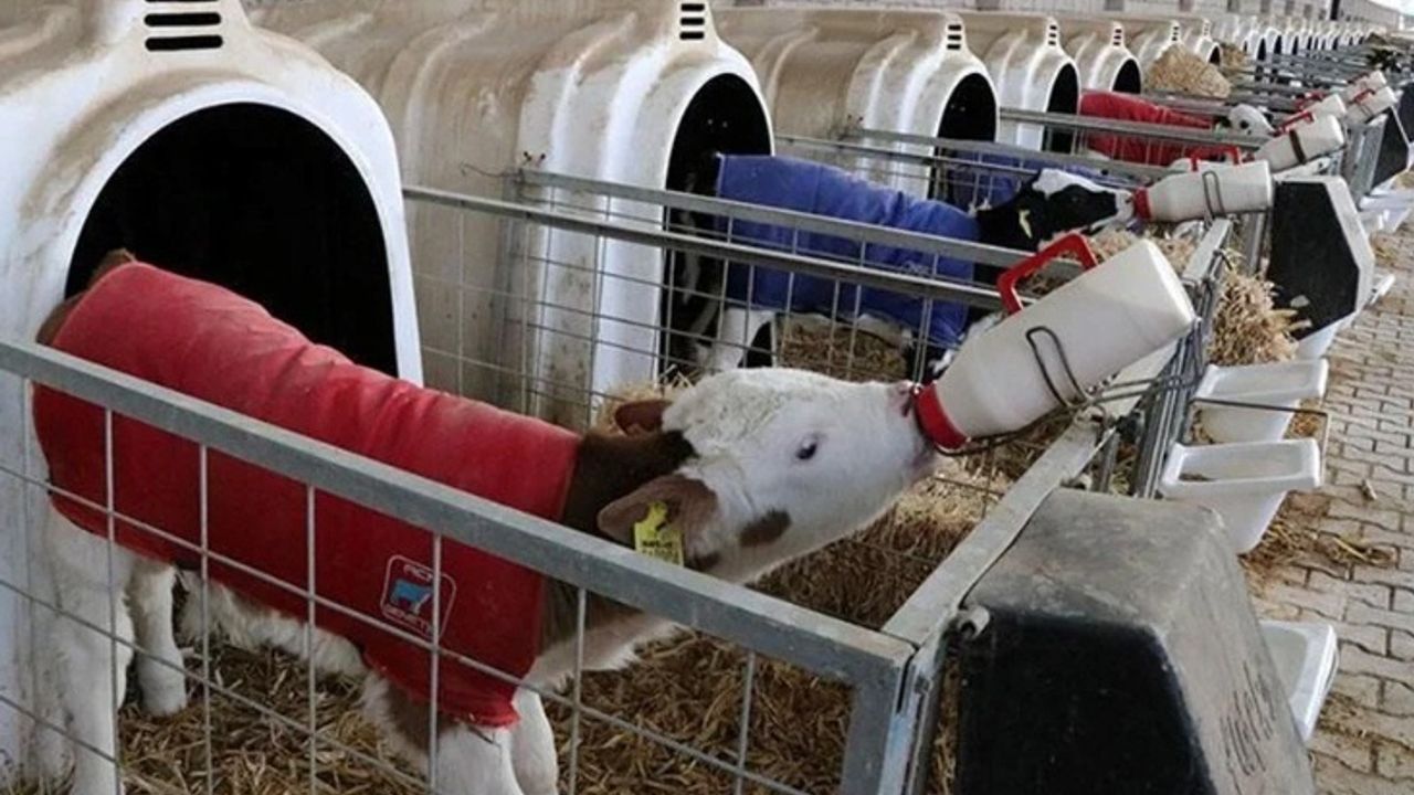 Çiftçilerin Beklediği Buzağı Destekleri İçin Son Başvuru Tarihi Açıklandı!