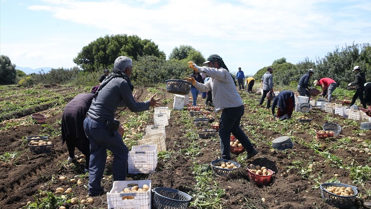 Datça'da Turfanda Patates Hasadı Başladı!