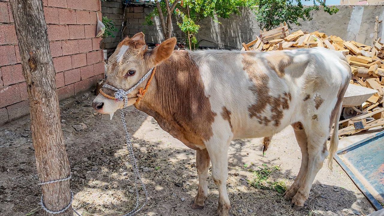 Diyarbakır'da 9 Ay Sonra Bulunan Kaçak Buzağı Sahibine Teslim Edildi