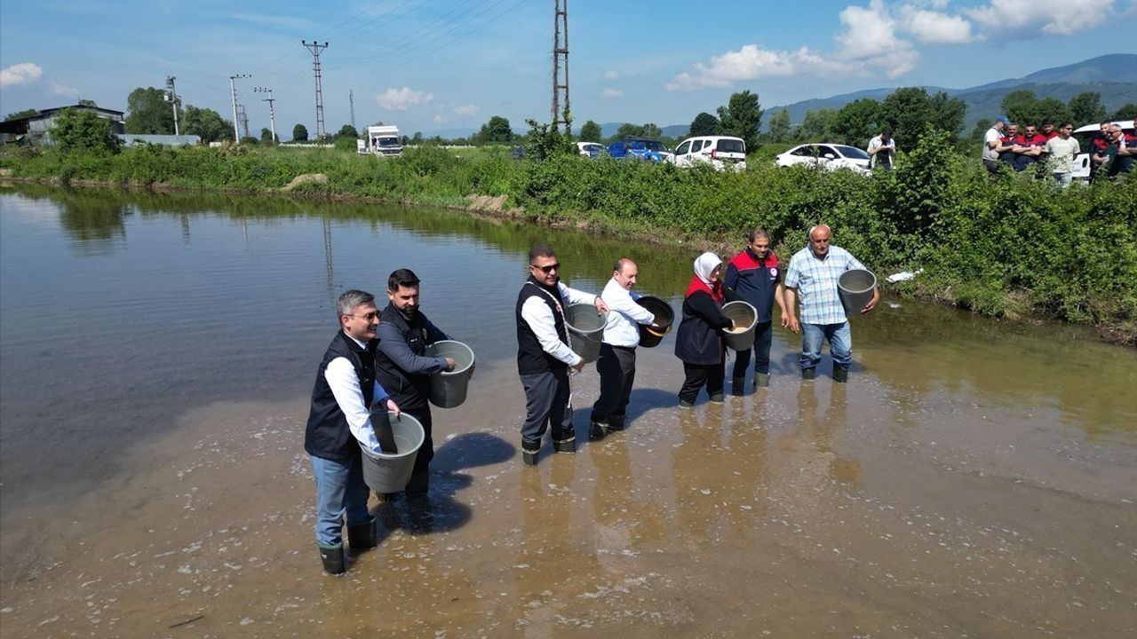 Düzce'de Konuralp Pirincinin Ekim Töreni Gerçekleştirildi