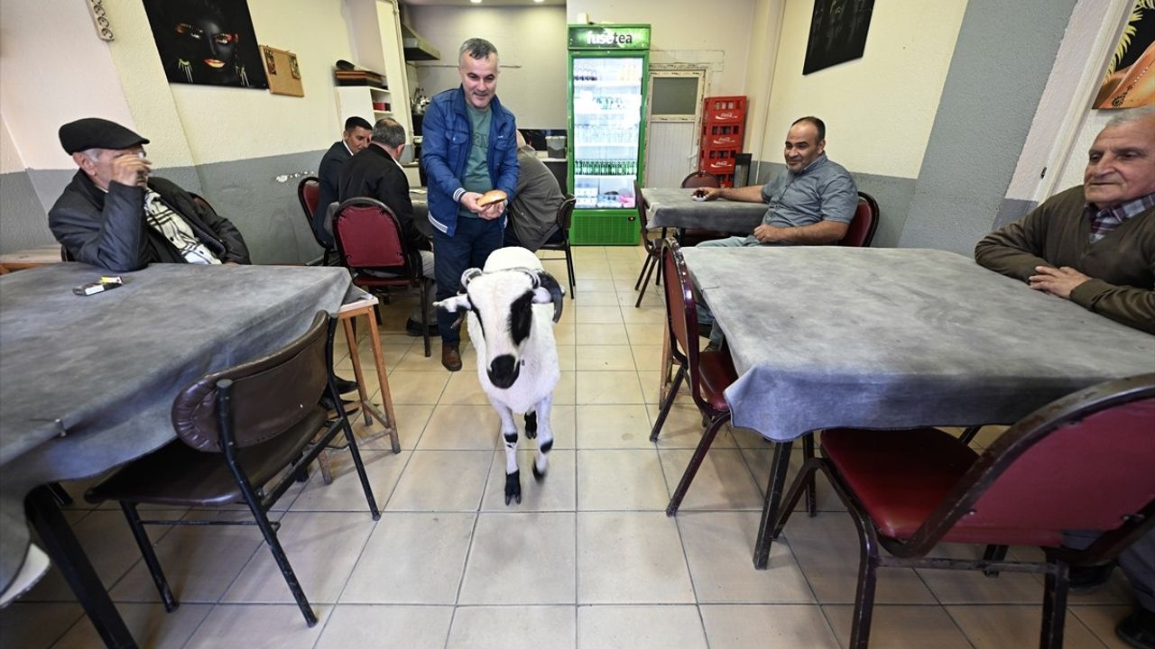Düzceli Abdullah Gül'ün Kurbanlık Koçuyla Gelişen Dostluğu