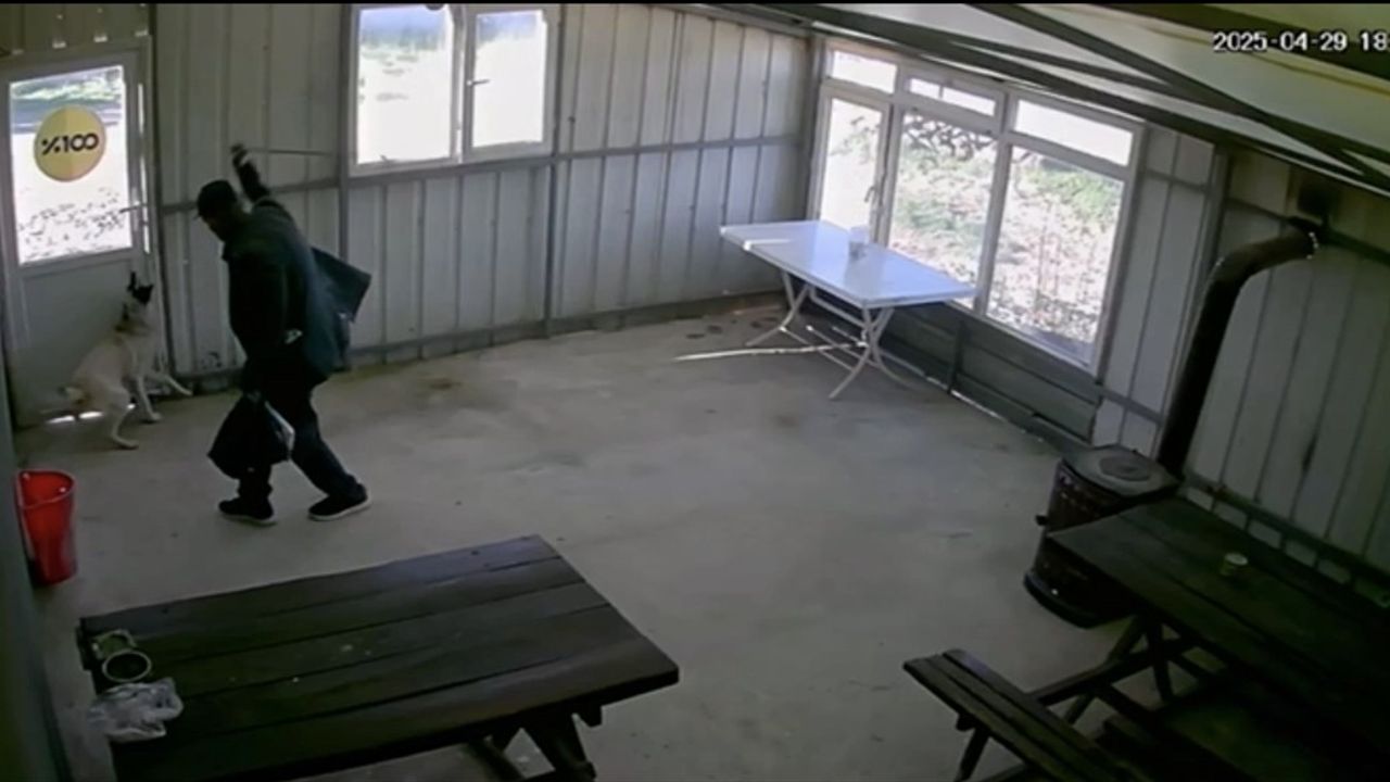 Edirne'de 5 Aylık Köpeği Döven Şahıs Adli Kontrolle Serbest Bırakıldı